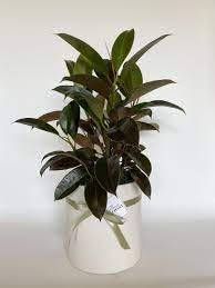 Rubber plant