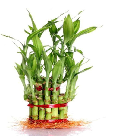 3 layer Lucky Bamboo Plant