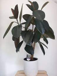 Rubber plant