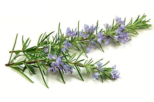Rosemary Seeds