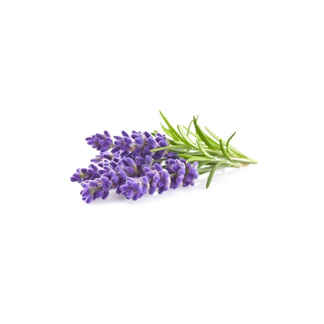 Lavender herb seeds