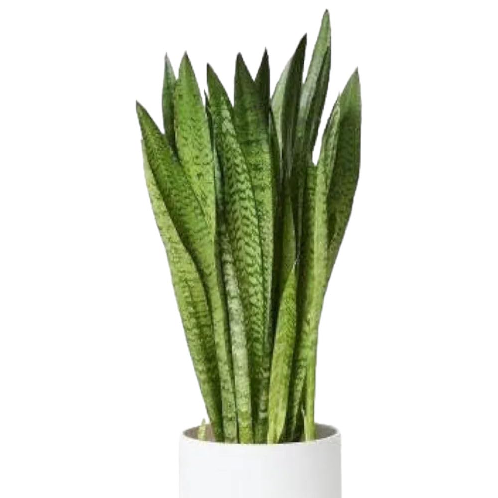 Snake Plant