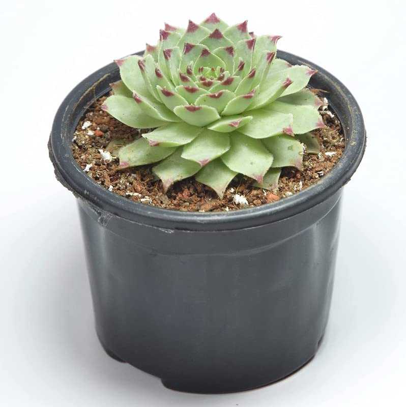 Vishnu Kamal Plant