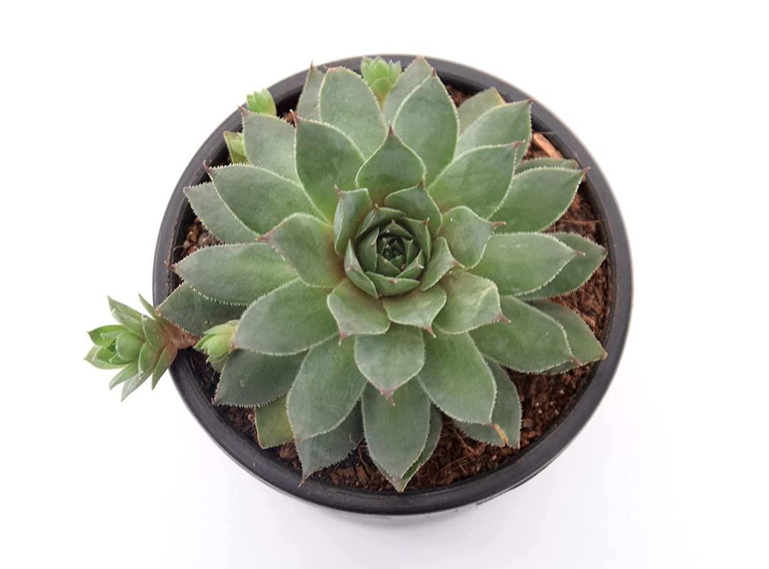 Vishnu Kamal Plant