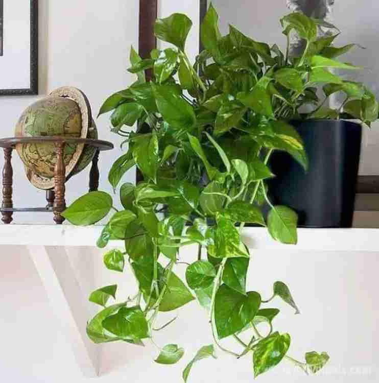 Money Plant