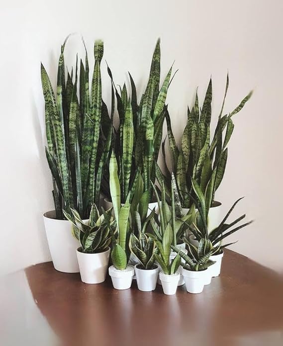 Snake Plant