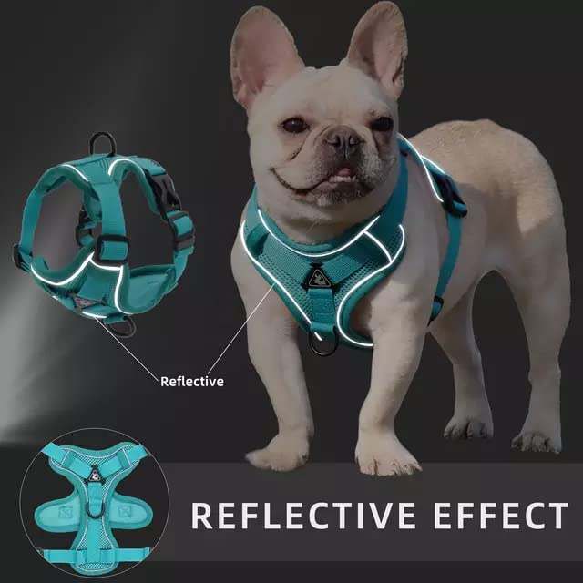 BLACKDOG Harness with Leash for Small Dog
