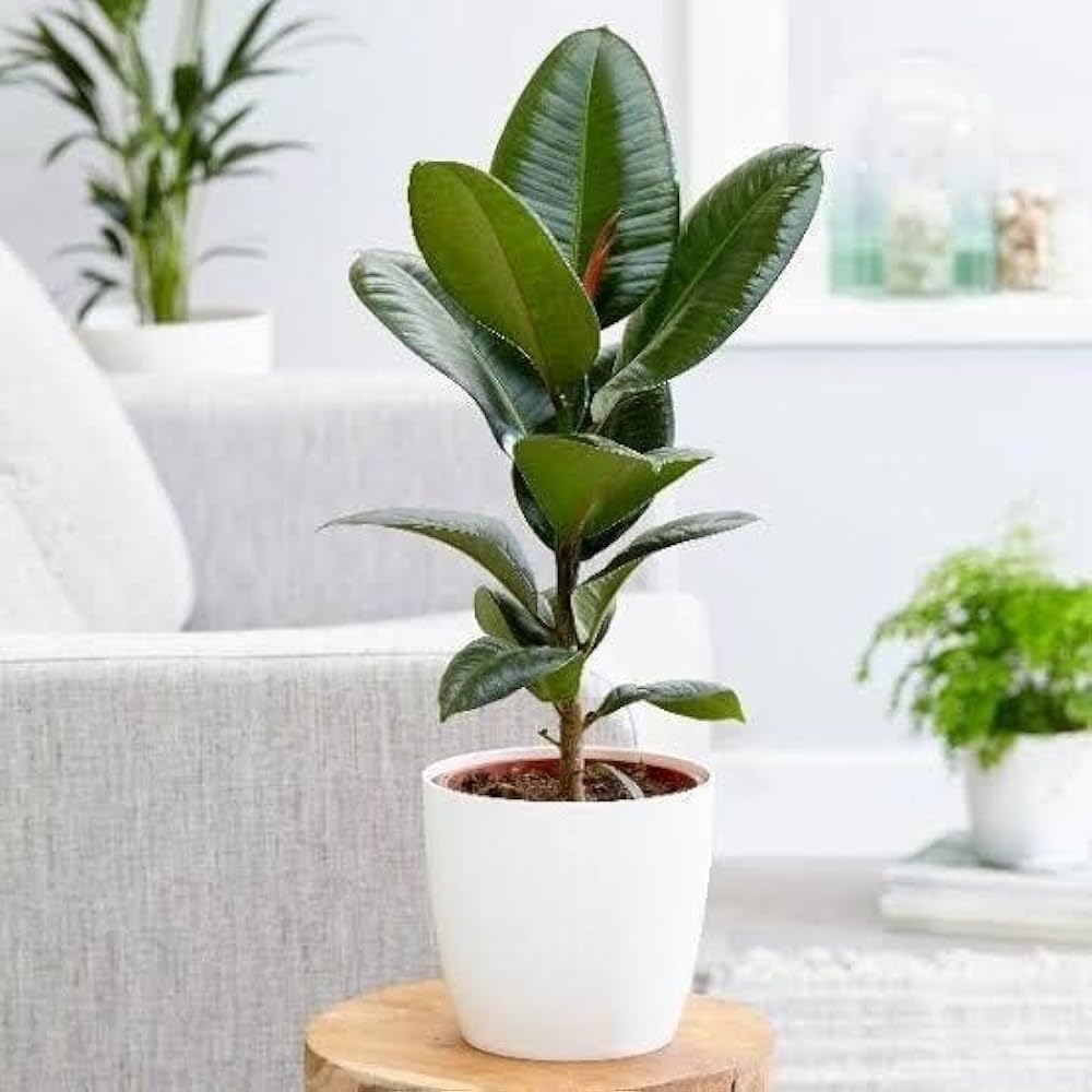 Rubber plant