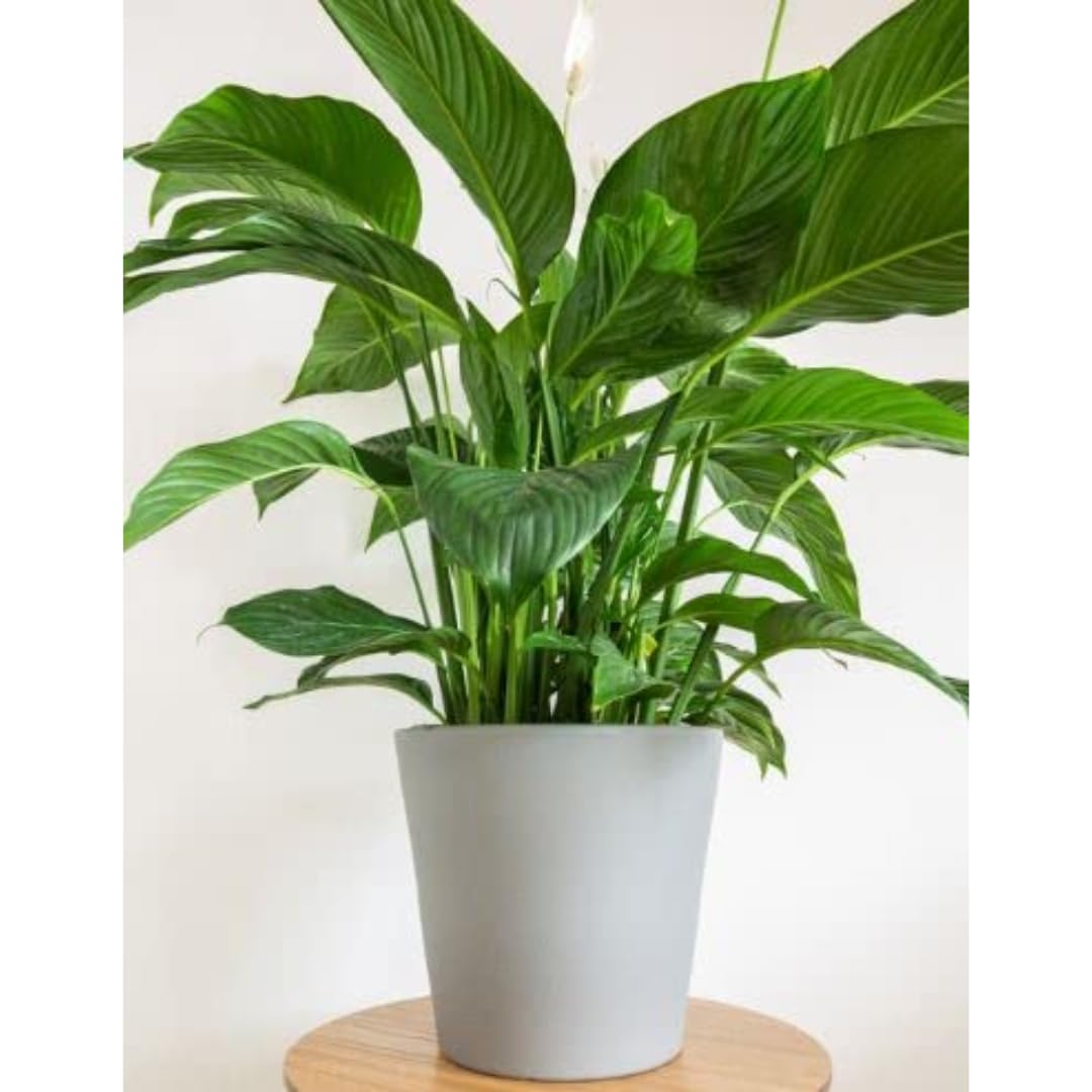 Peace Lily Plant