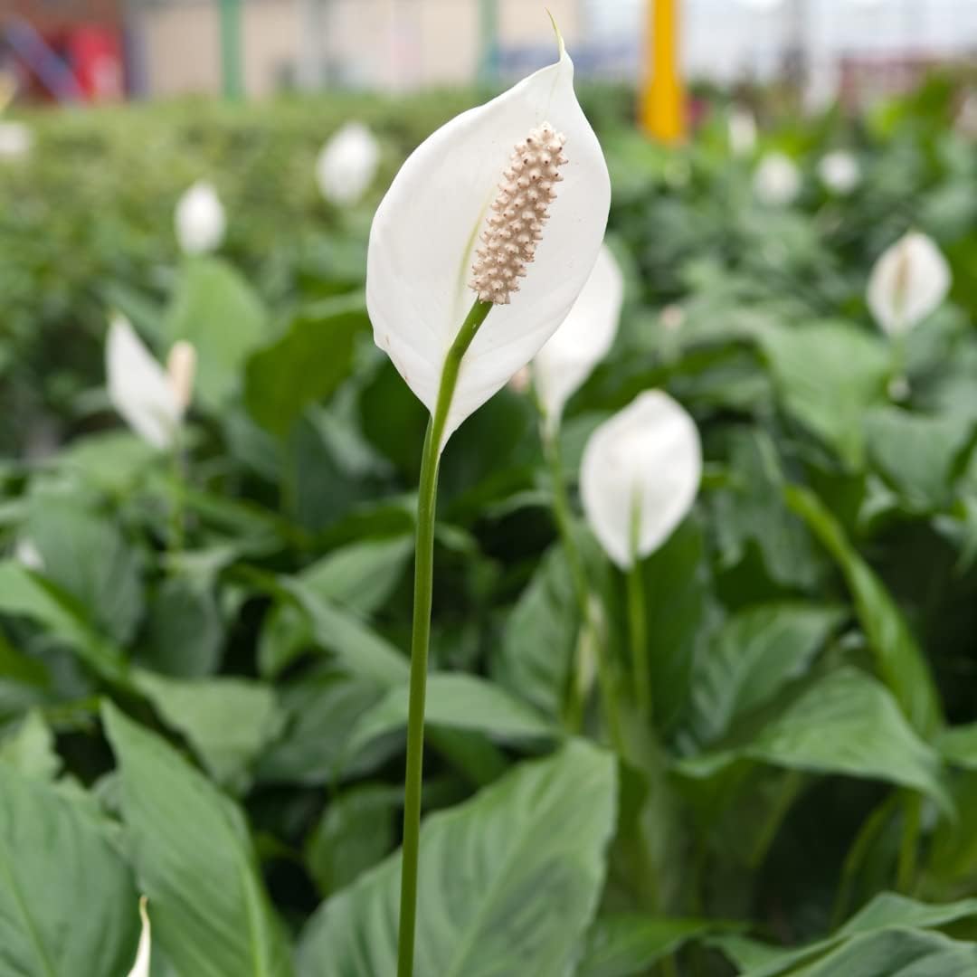 Peace Lily Plant