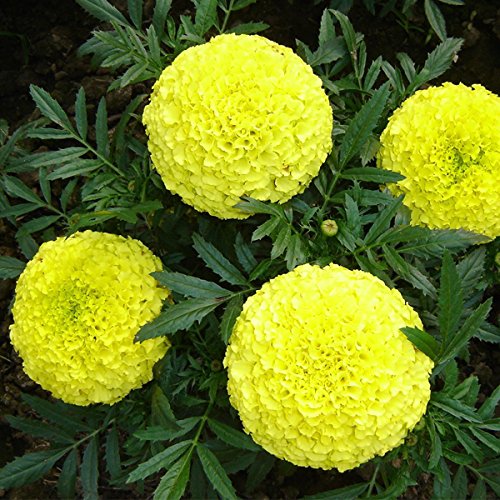 Marigold Flower Seeds