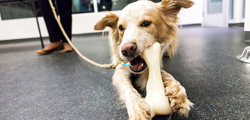 Foodie Puppies Dog Nylon Hard Chew 9inch Bone Toys