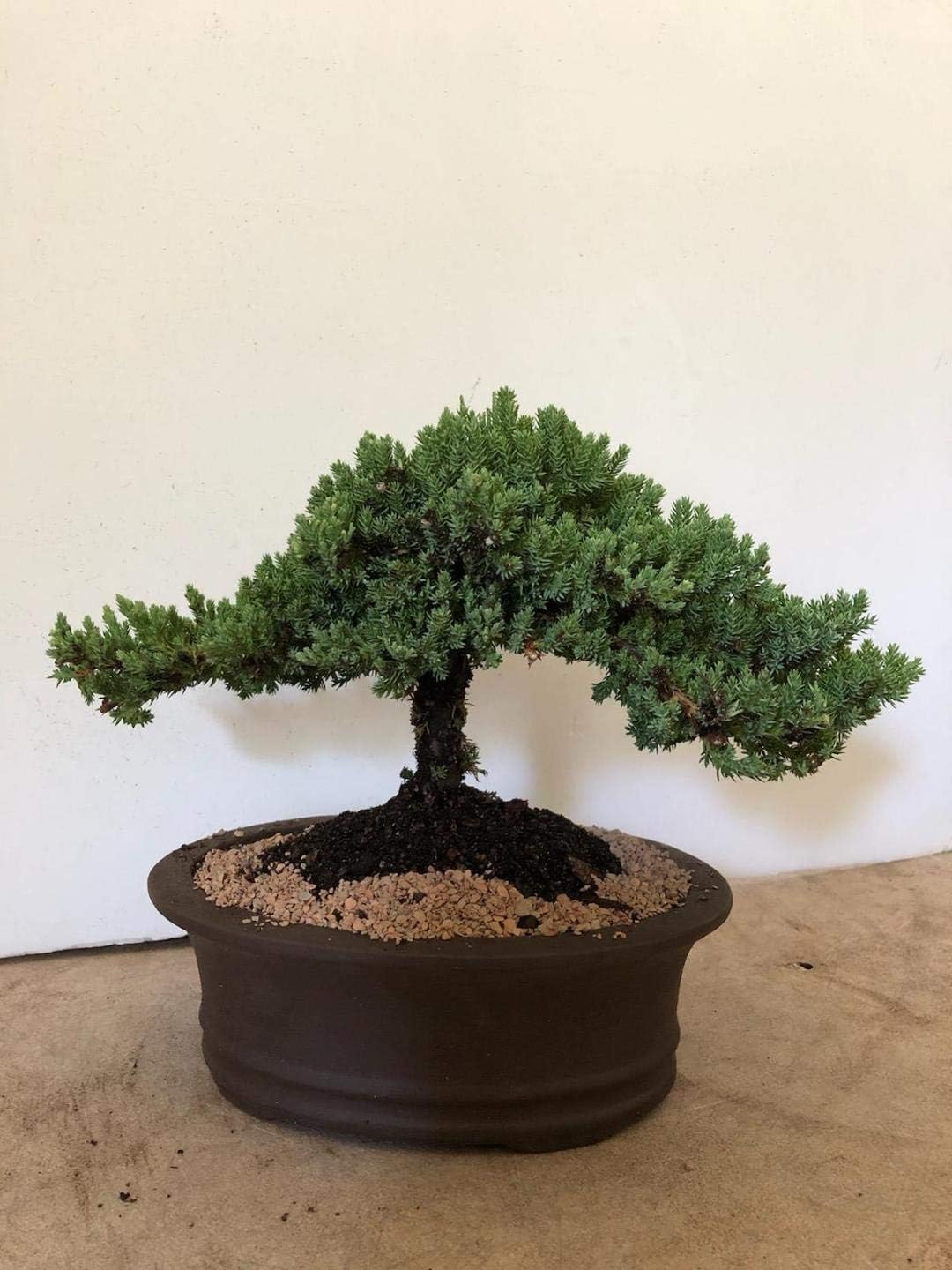 Bonsai plant