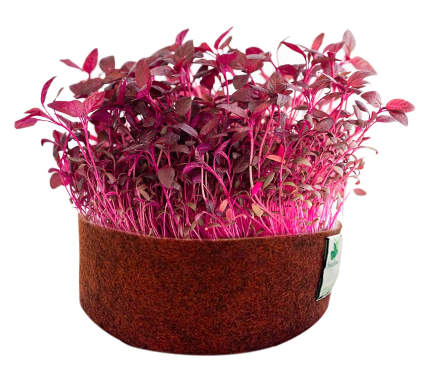 Microgreen Seeds
