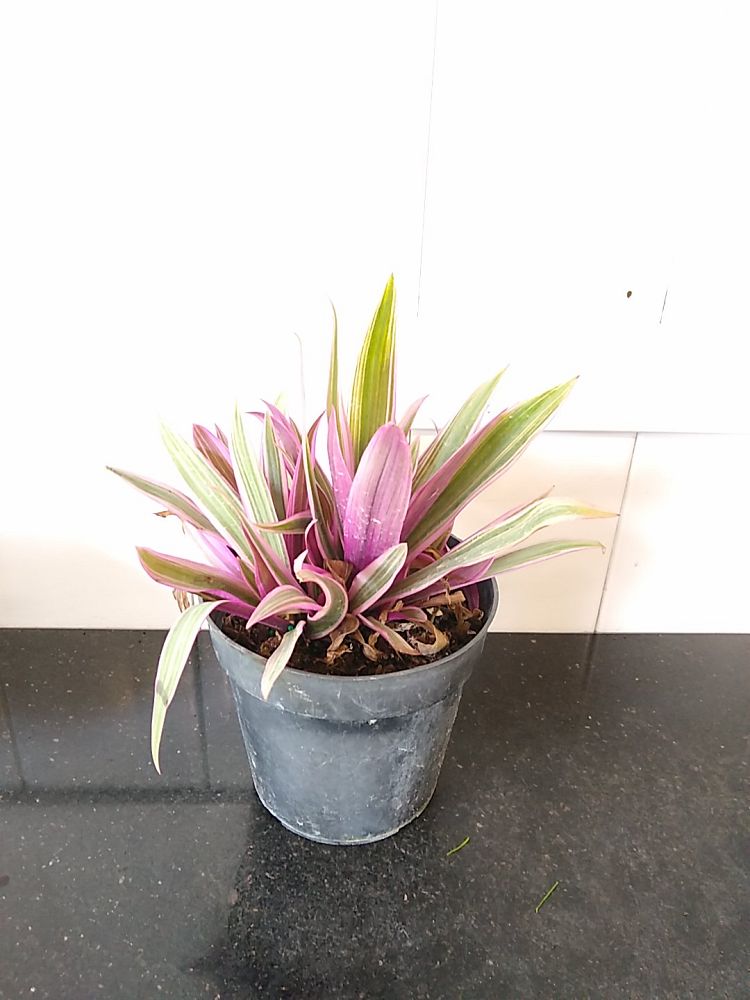 Oyster Plant