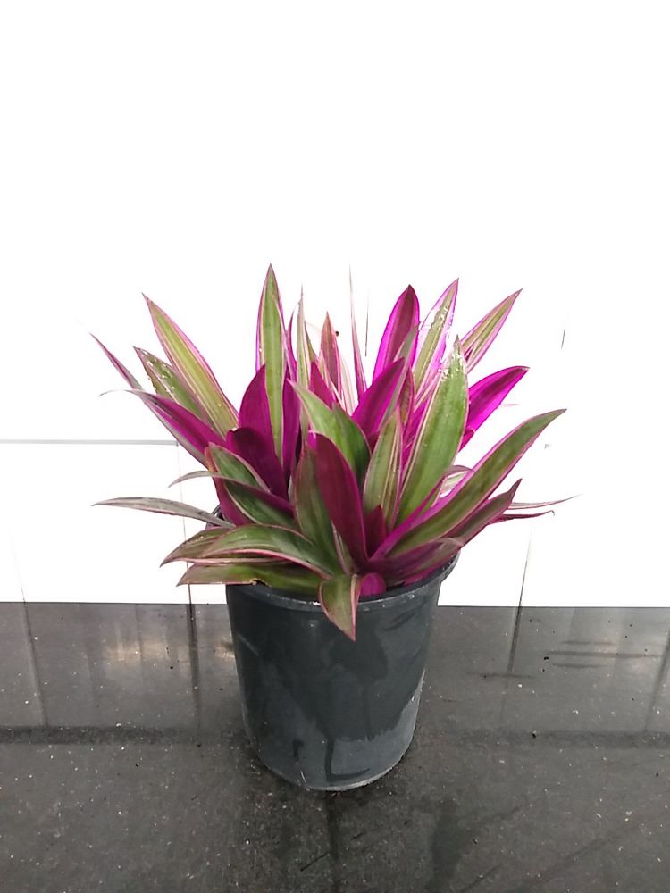 Oyster Plant