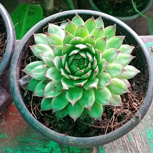 Vishnu Kamal Plant
