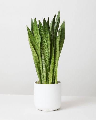 Snake Plant