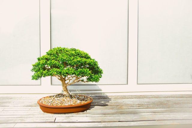 Ficus bonsai tree live plant