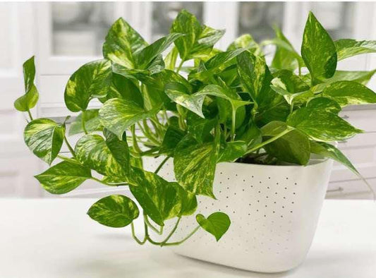 Money Plant