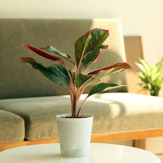 Lipstick Single Stem