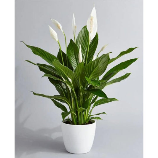 Peace Lily Plant