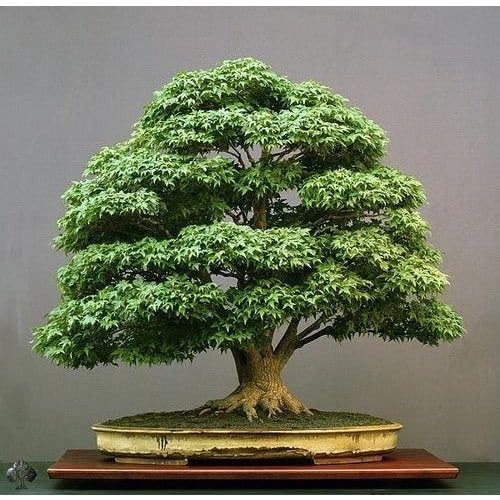 Ficus bonsai tree live plant