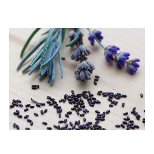 Lavender herb seeds