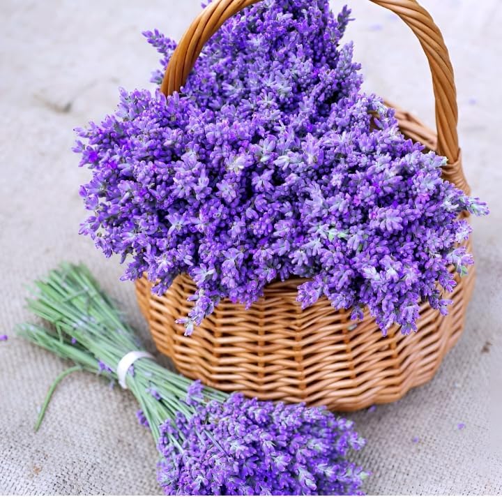 Live Lavender Flower Plant Tree