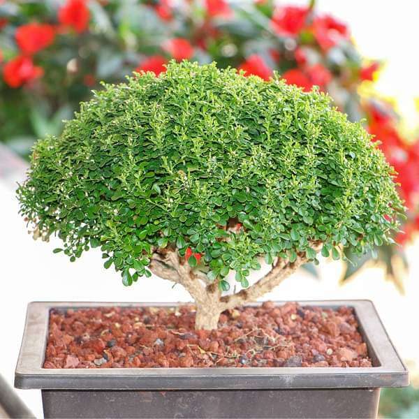 Ficus bonsai tree live plant