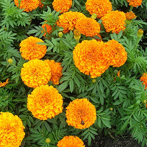 Marigold Flower Seeds