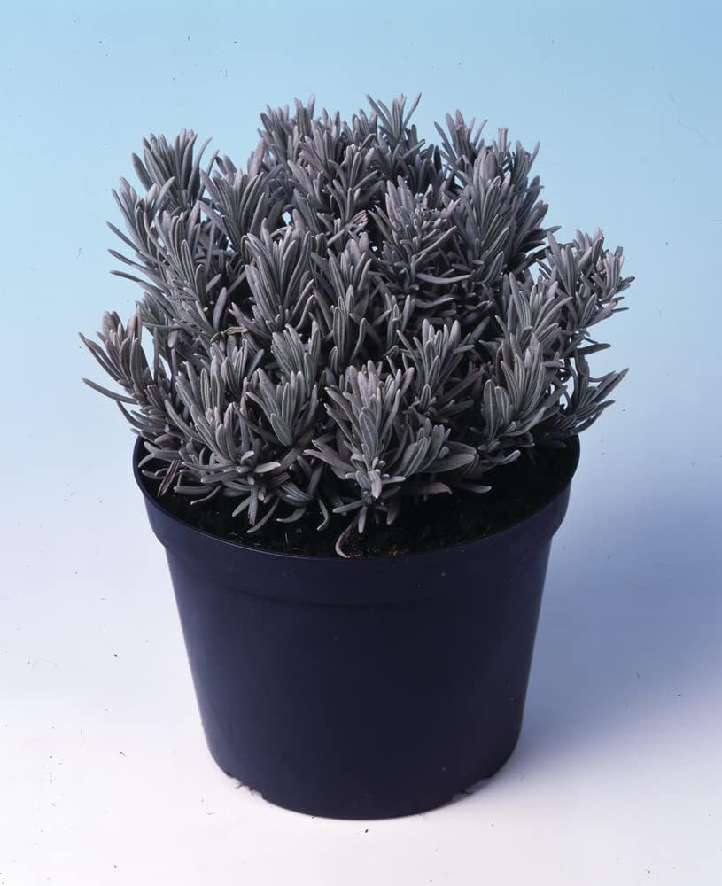Live Lavender Flower Plant Tree