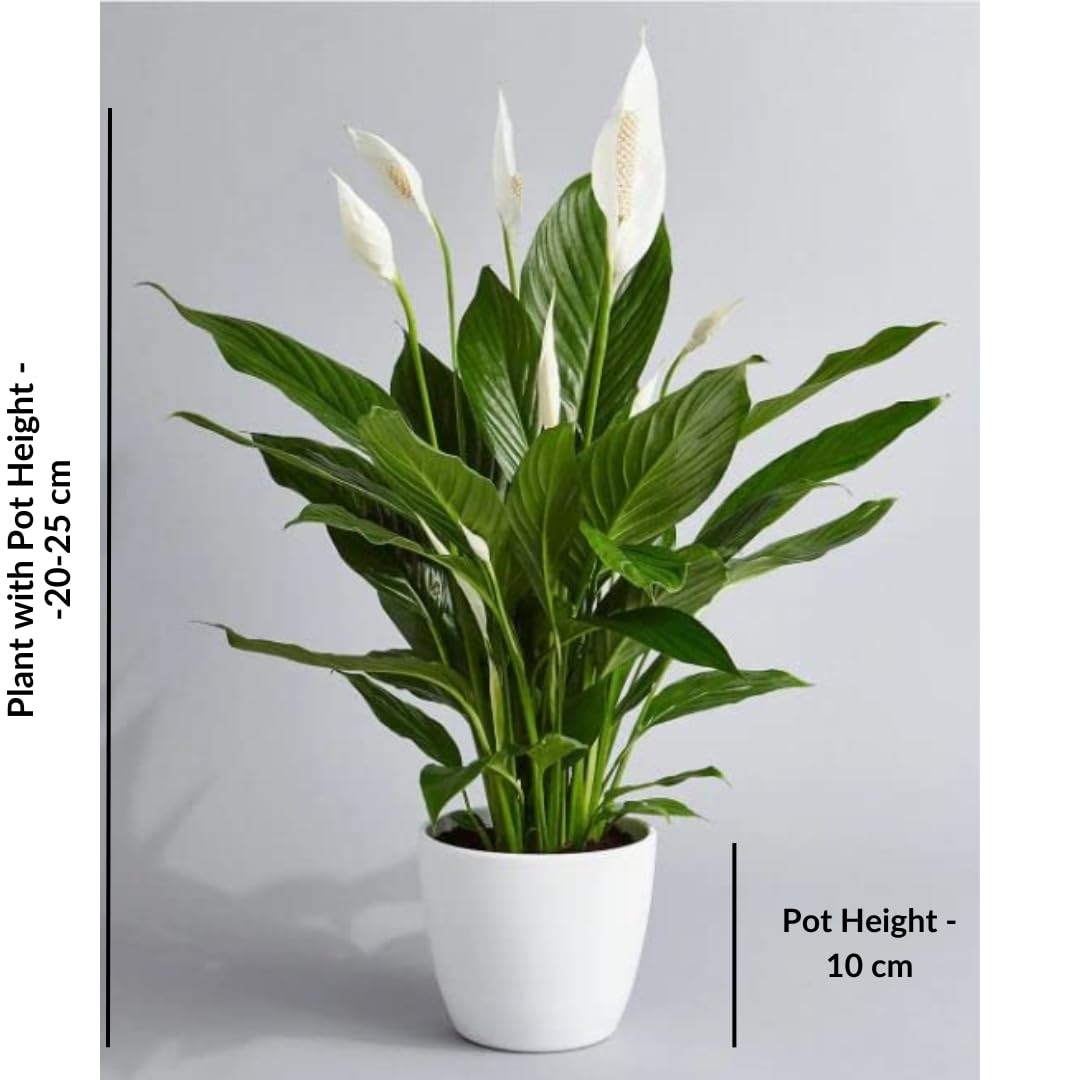 Peace Lily Plant