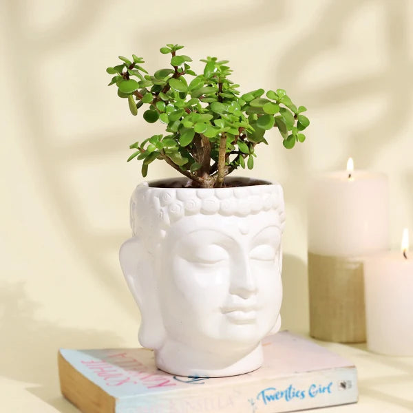 Serene Jade Plant in a Ceramic Buddha Planter