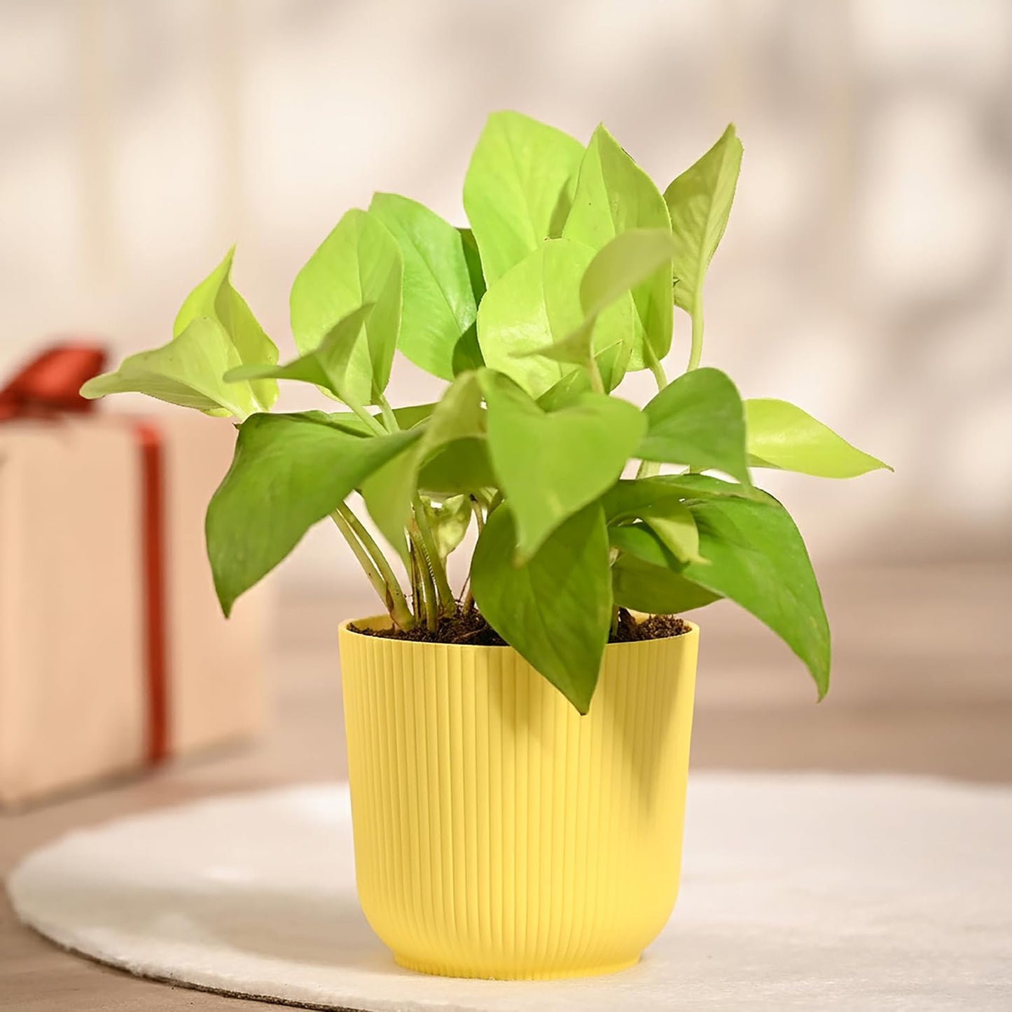 Ugaoo Money Plant Golden with Ibiza Pot