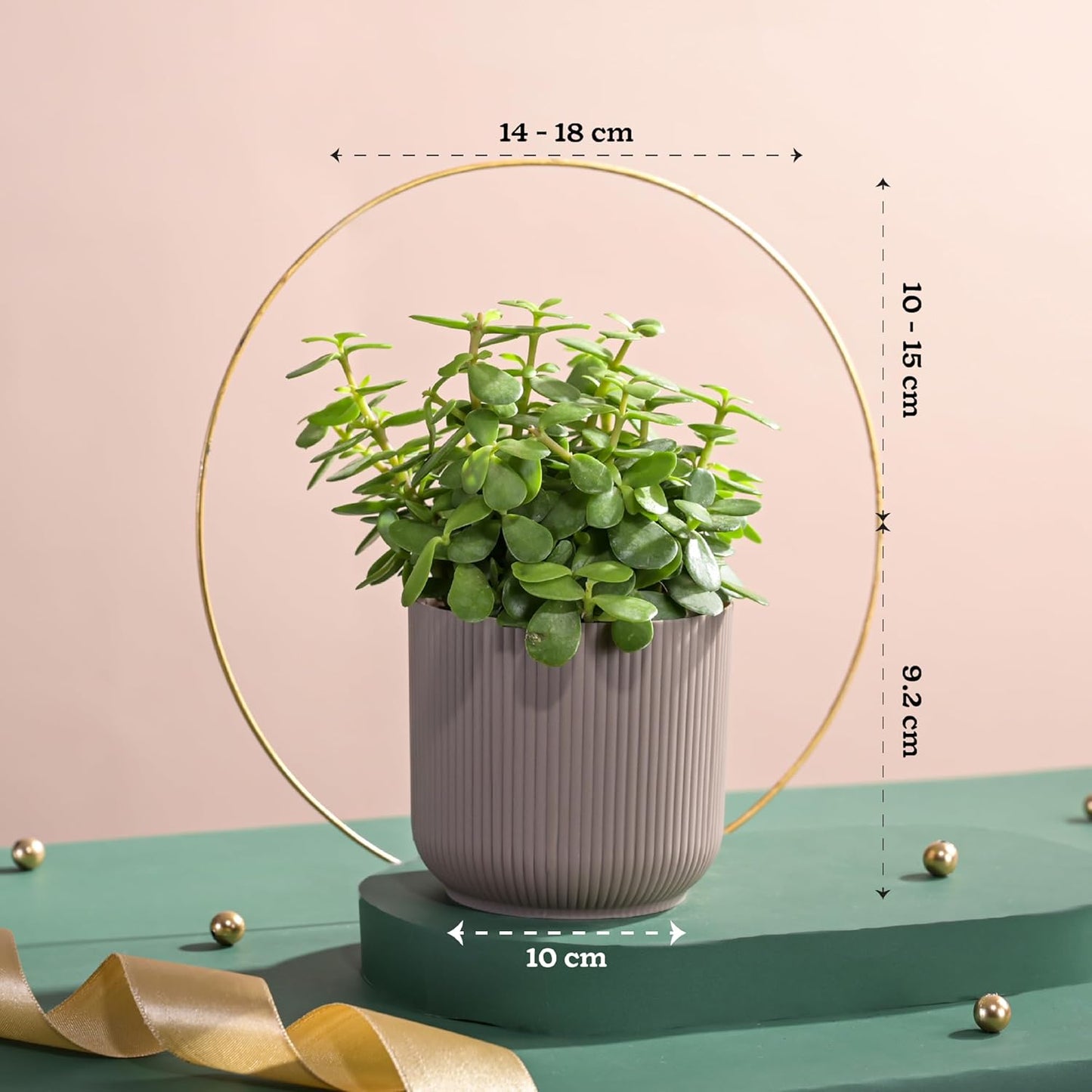 UGAOO Jade Plant in Mocca Ibiza Pot