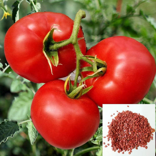 Tomato Seeds
