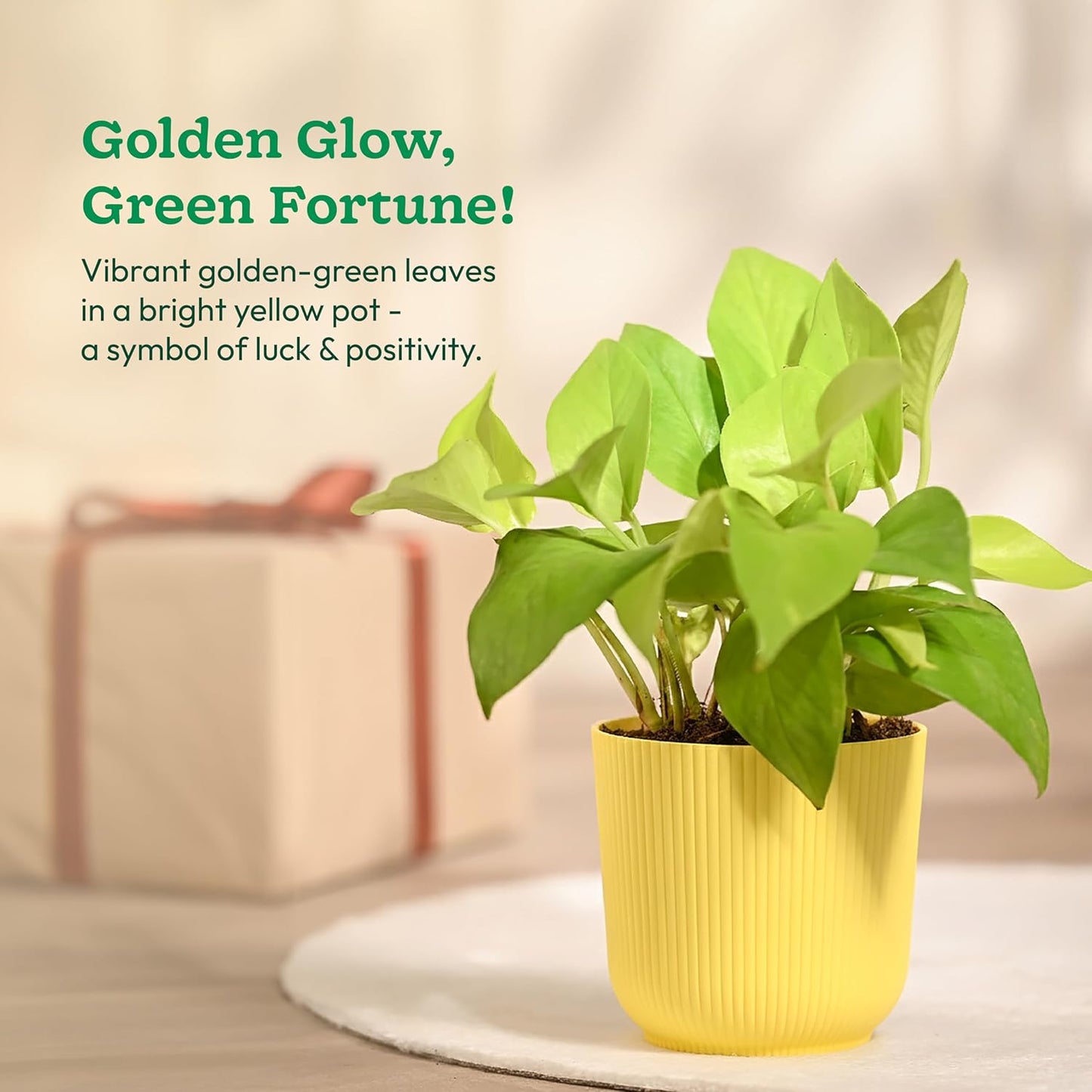 Ugaoo Money Plant Golden with Ibiza Pot