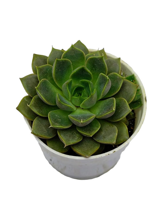 Vishnu Kamal Plant