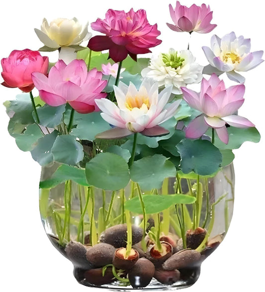 Lotus Flower Seeds