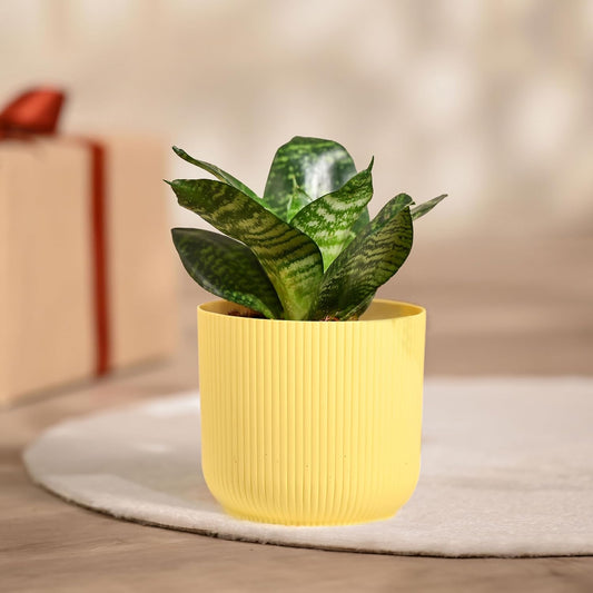 Ugaoo Snake Plant with Ibiza Pot