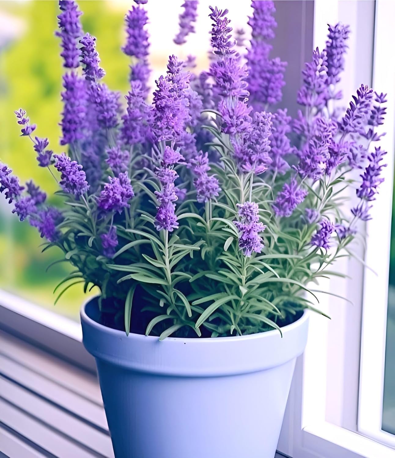 Live Lavender Flower Plant Tree