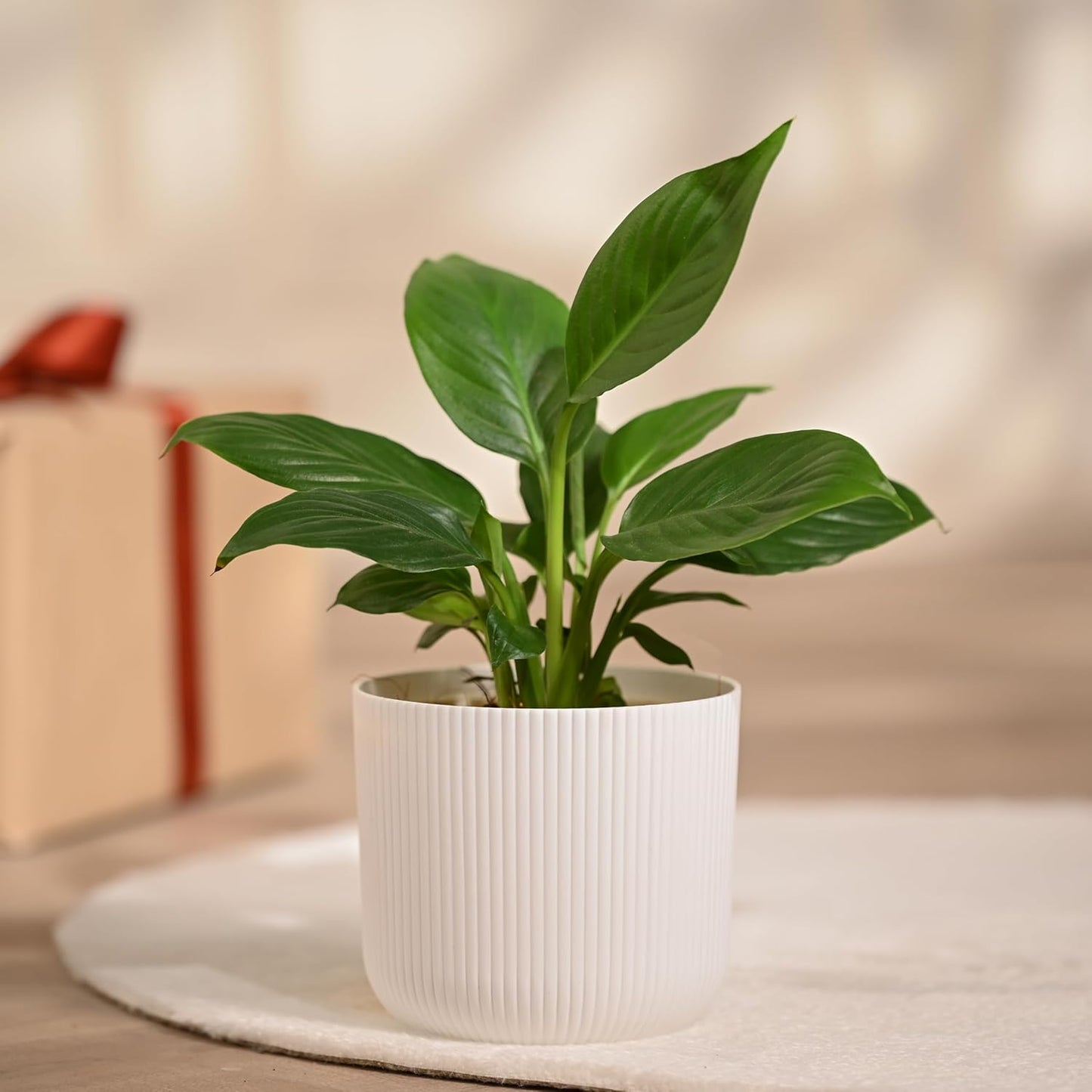 UGAOO Peace Lily Plant in White Ibiza Pot