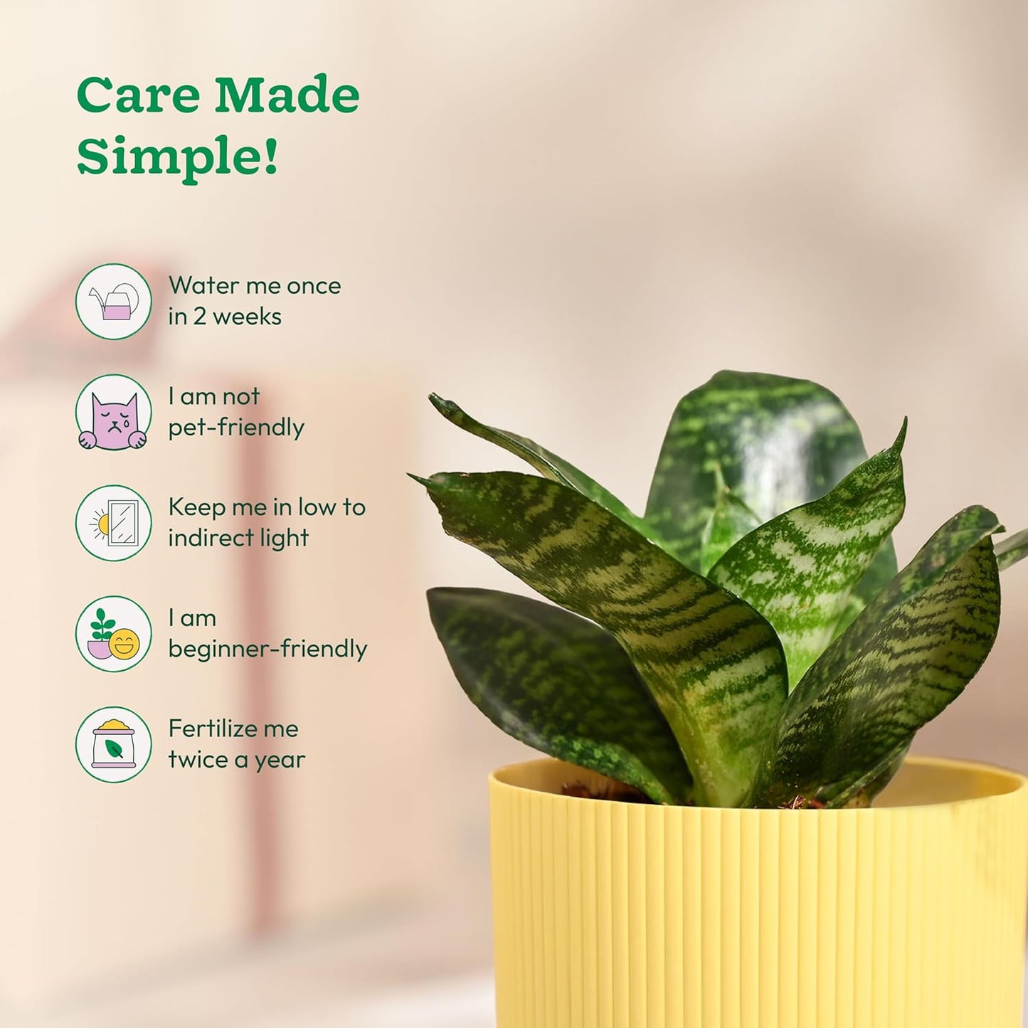 Ugaoo Snake Plant with Ibiza Pot