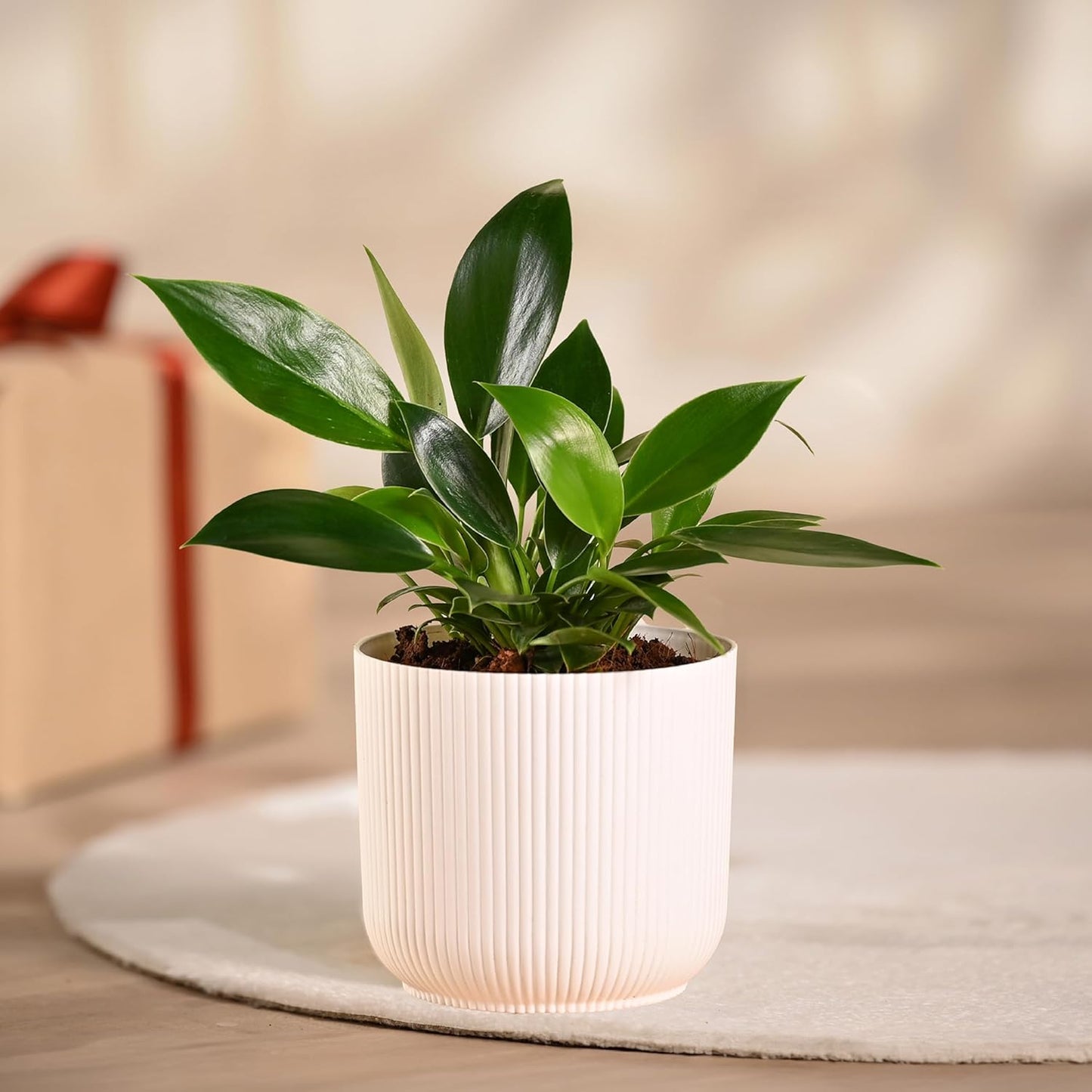Ugaoo Philodendron Birkin Plant with Ibiza Pot
