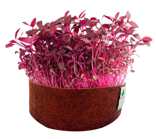 Microgreen Seeds