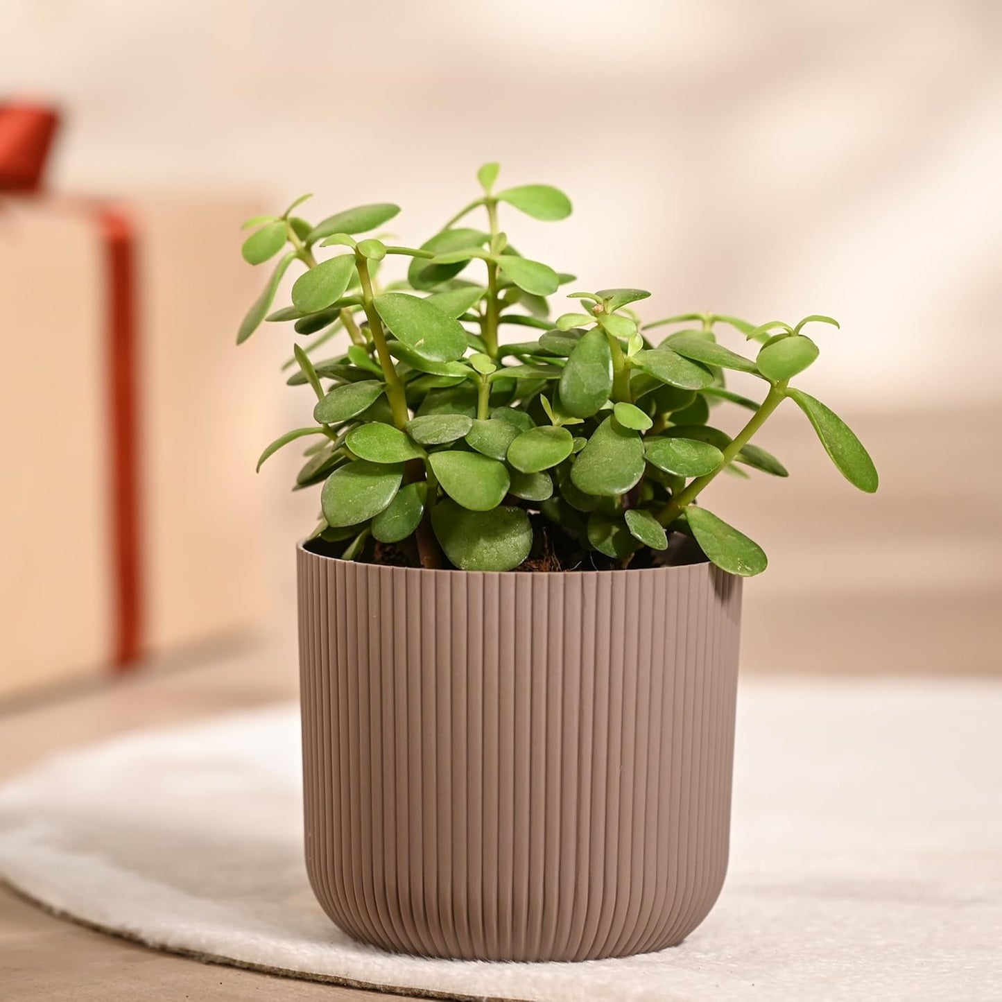 UGAOO Jade Plant in Mocca Ibiza Pot