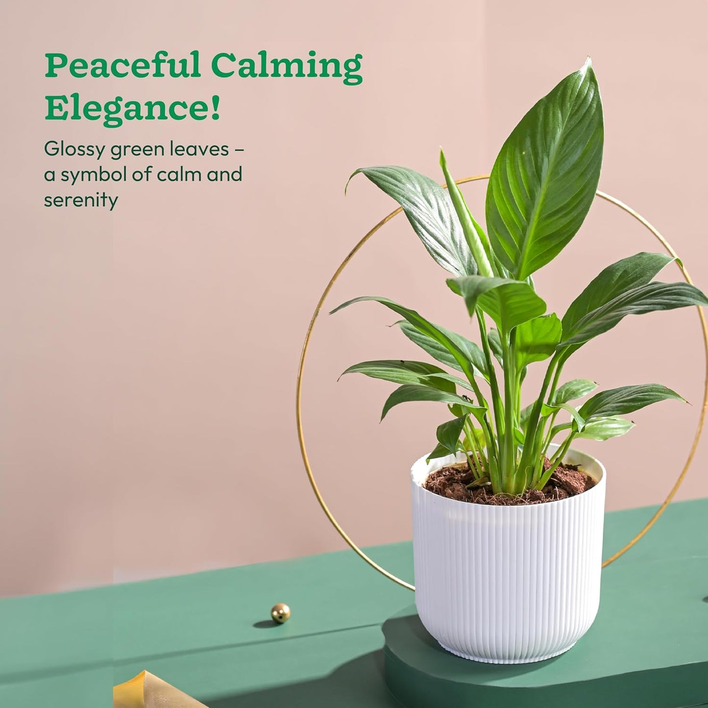 UGAOO Peace Lily Plant in White Ibiza Pot