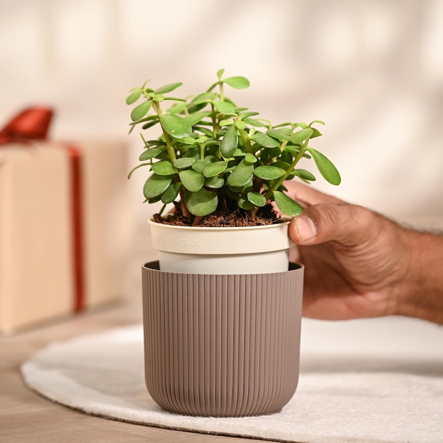 UGAOO Jade Plant in Mocca Ibiza Pot