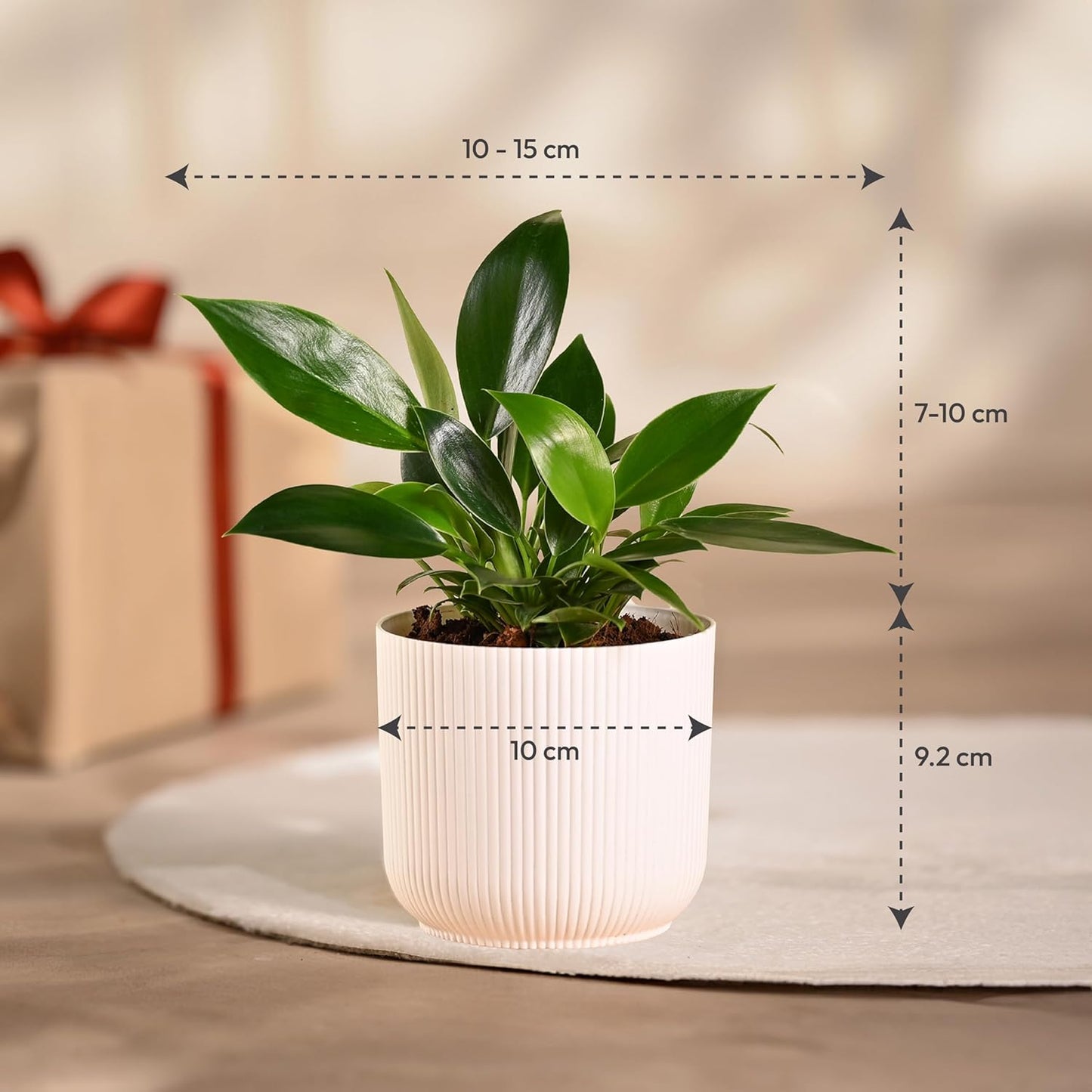 Ugaoo Philodendron Birkin Plant with Ibiza Pot